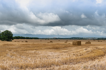 Fototapeta premium wheat field and blue sky