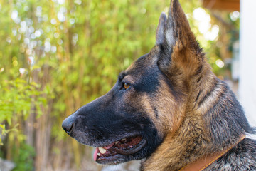 German shepherd dog close portrait