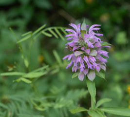 flower in the garden