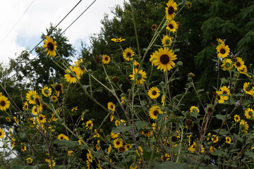 field of yellow flowers