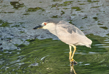 Black-crowned Night Heron