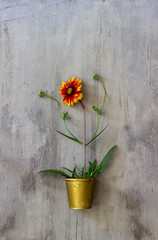 Flower on a concrete background. Minimal concept. Creative.
