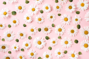 Pattern made of chamomile, petals, leaves on pink background. Flat lay, top view, copy space