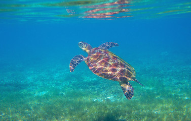 Sea turtle in shallow water of tropical lagoon. Green turtle underwater photo. Endangered species of coral reef