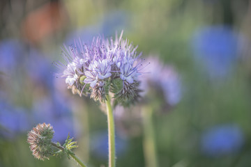 blurry background up close flower
