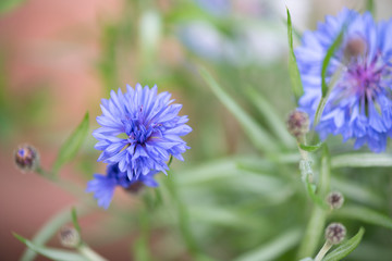 blurry background up close flower