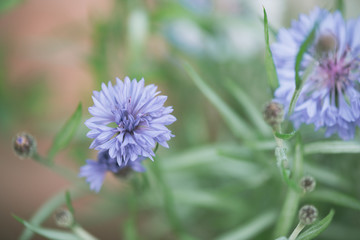 blurry background up close flower