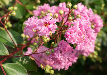 pink flowers in garden