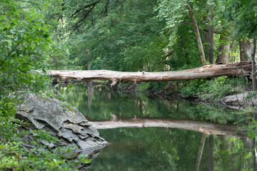 tree in the forest over water