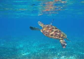 Sea turtle dives up to breath. Tropical lagoon green turtle underwater photo. Wild marine animal in natural environment