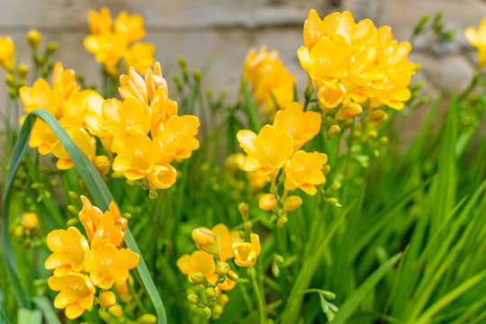 Freesia Golden yellow flowers