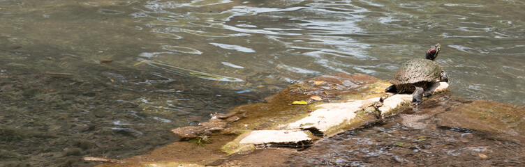 turtle on log in pond