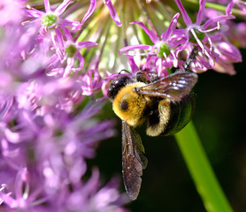 Bee Macro
