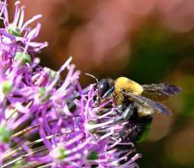 Bee Macro