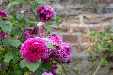 Colourful roses at Eastcote House Gardens, historic walled garden maintained by a community of volunteers in the Borough of Hillingdon, London, UK