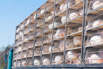 Truck with many sick sad turkeys transported to slaughterhouse for Thanksgiving in crammed metal cages showing animal cruelty disease