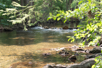 river in the forest