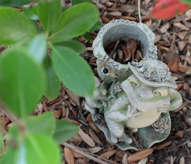 frog on a leaf
