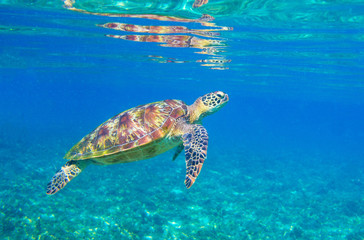 Sea turtle in sunlight. Tropical lagoon Green turtle underwater photo. Wild marine animal in natural environment.
