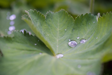 blurry background up close flower