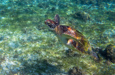 Naklejka na ściany i meble Sea turtle in seaweed of tropical lagoon. Green turtle swim underwater photo. Wild marine animal in natural environment