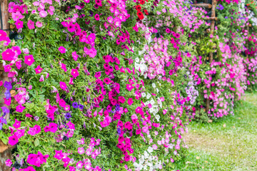 Obraz premium Beautiful flowers background