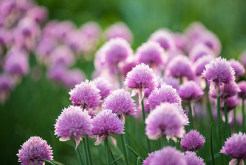 blurry background up close flower