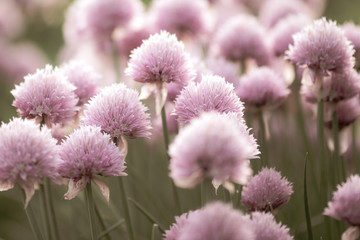 blurry background up close flower