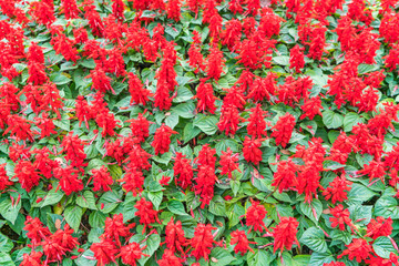 Beautiful flowers background