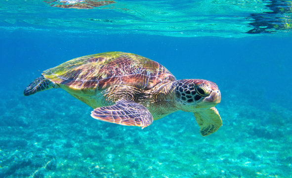 Cute sea turtle in blue water of tropical sea. Green turtle underwater photo. Wild marine animal in natural environment