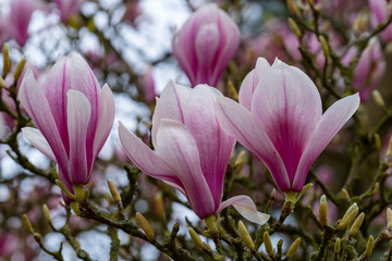 Fototapeta premium Rododendronblüten