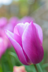 Tulip pink violet in house garden - spring bloom - shallow depth of field, close up