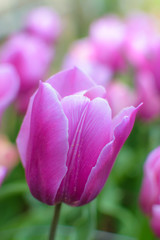 Obraz na płótnie Canvas Tulip pink violet in house garden - spring bloom - shallow depth of field, close up