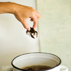 hand lowers live crayfishin boiled water with dill and spices, homemade crayfish to beer