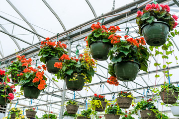 Hanging baskets full of begonias.