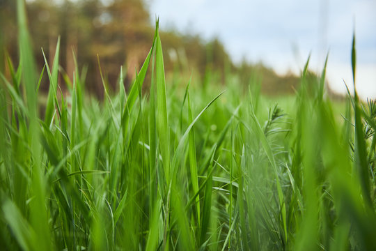 Selective Focus On Light Green Grass On Forest Background