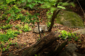 European Wildcat, Felis silvestris, in european summer forest. Typical environment. Europe.