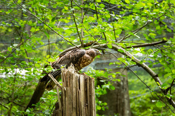 A predatory bird in a summer forest