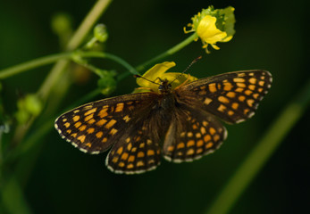 motyl