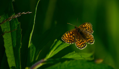 motyl