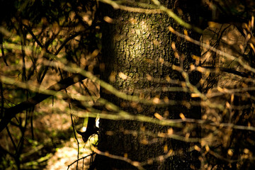 Silouette eines Eichhörnchen an Fichte