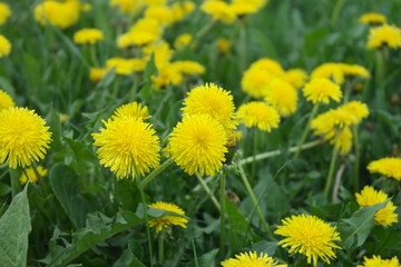 Obraz premium yellow april dandelions in green grass in a field