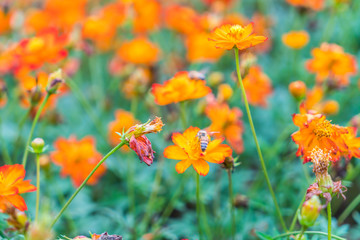 Beautiful flowers background