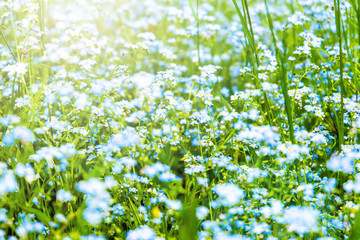 Forget-me-not (Myosotis scorpioides). Tender flowers blossoming in spring time. Natural floral background.