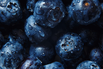 Nature background. Big beautiful water drops on ripe and juicy fresh picked blueberries closeup. Macro view of abstract nature texture and background organic pattern. Copy space. Macro shot