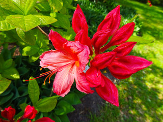 Rhododendron in verschiedenen Farben und unterschiedlichen Sorten