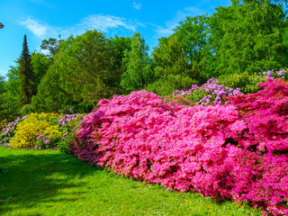 Rhododendron in verschiedenen Farben und unterschiedlichen Sorten