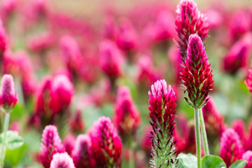 Field of flowering crimson clovers (Trifolium incarnatum) Rural landscape.