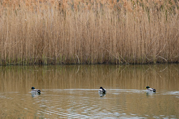 Stockenten am Gewässerufer