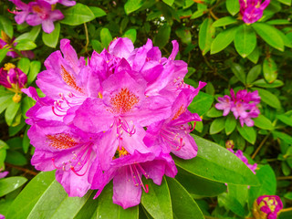 Rhododendron in verschiedenen Farben und unterschiedlichen Sorten